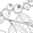  Diospyros lotus
